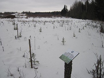 Karjera rekultivācijas rezultātā iestādīts mežs Rēzeknes novadā , Rāznas NP teritorijā. Foto: Regīna Indriķe