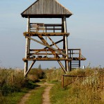 Putnu novērošanas tornis pie Lubāna ezera (Aleksandrs Lebeds)