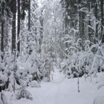 524458-snow-forest-5